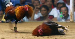 Hal Buruk Saat Bermain Sabung Ayam Online